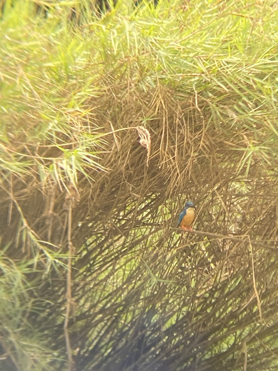 Half-collared Kingfisher - ML642493589