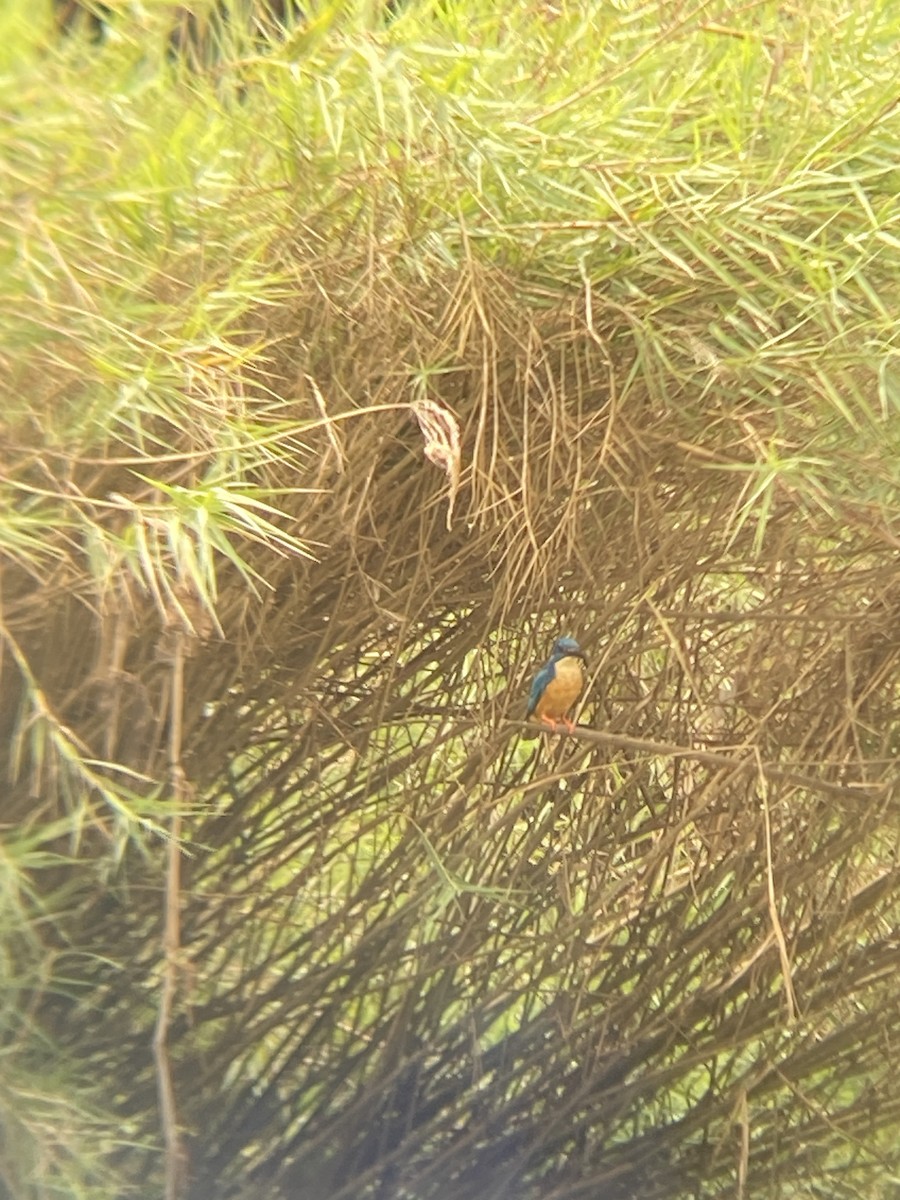 Half-collared Kingfisher - ML642493590