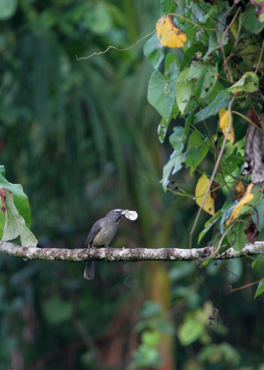 Olive-gray Saltator - ML642493612