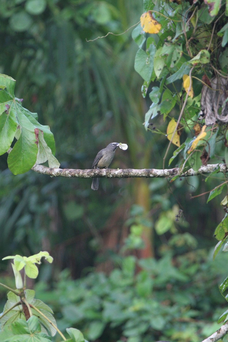 Olive-gray Saltator - ML642493622