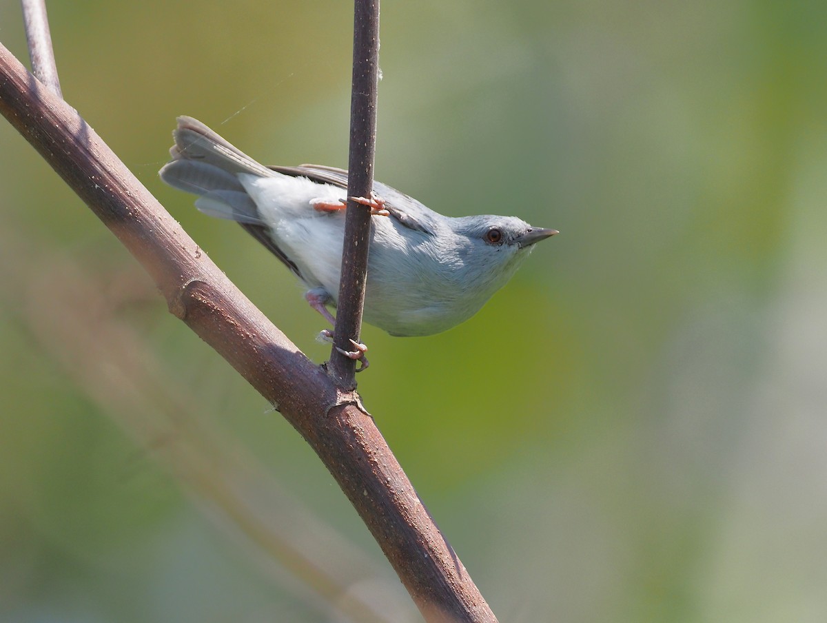 Pearly-breasted Conebill - ML642493629