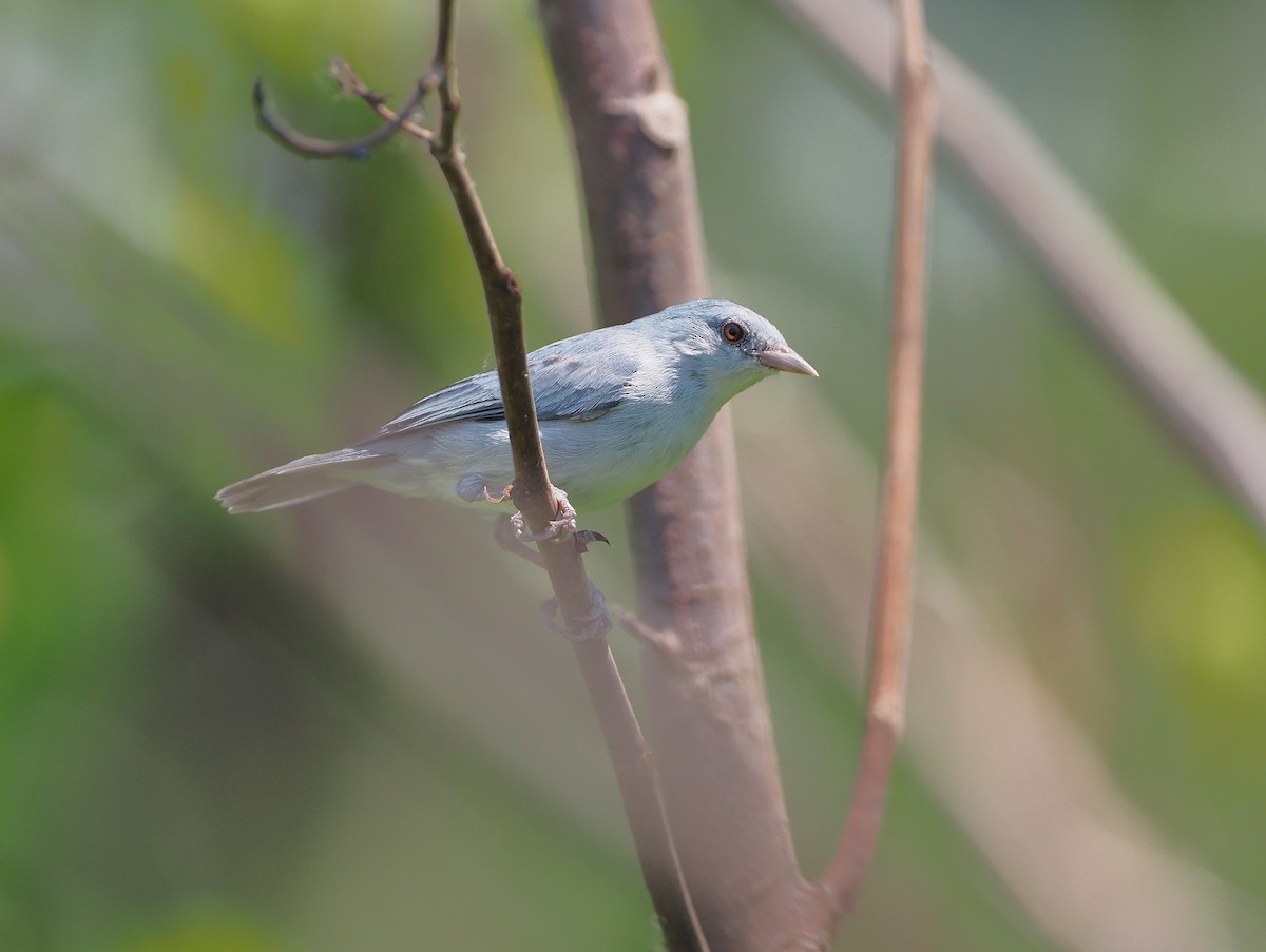 Pearly-breasted Conebill - ML642493630