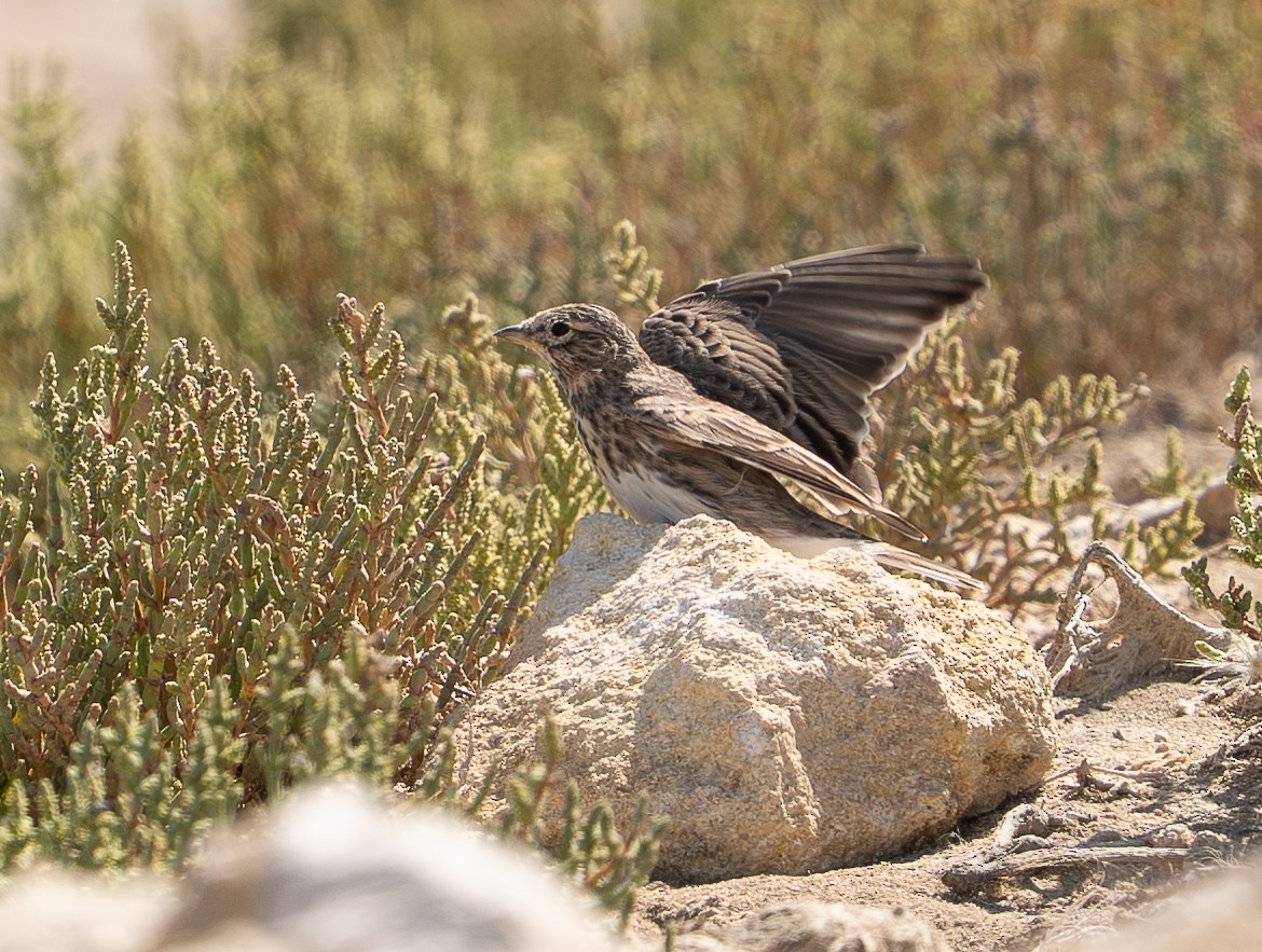 Çorak Toygarı - ML642493645