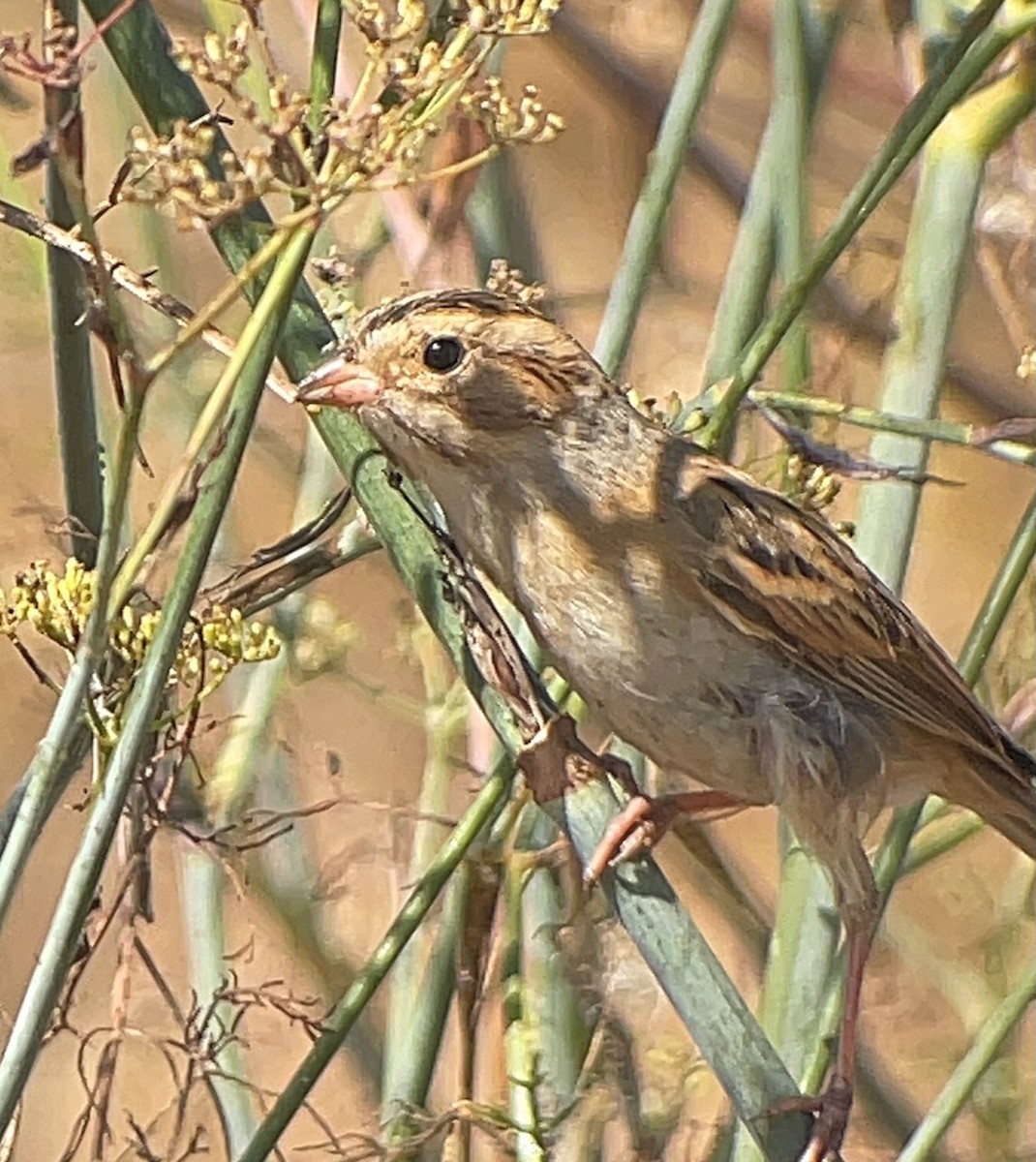Clay-colored Sparrow - ML642493656