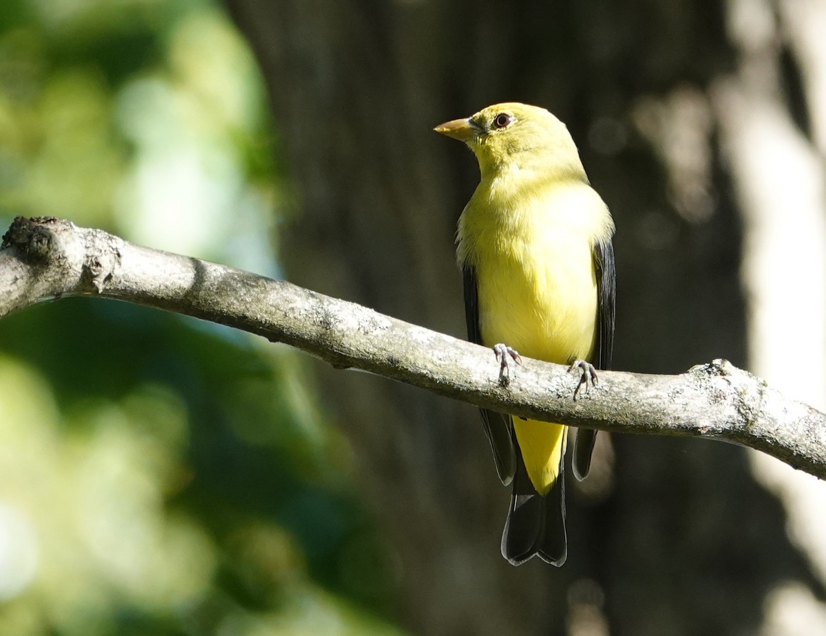 Scarlet Tanager - ML642493675