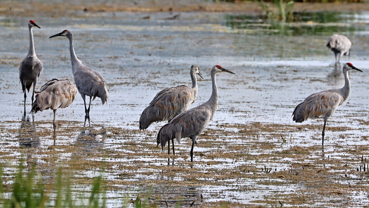 Sandhill Crane - ML642493679