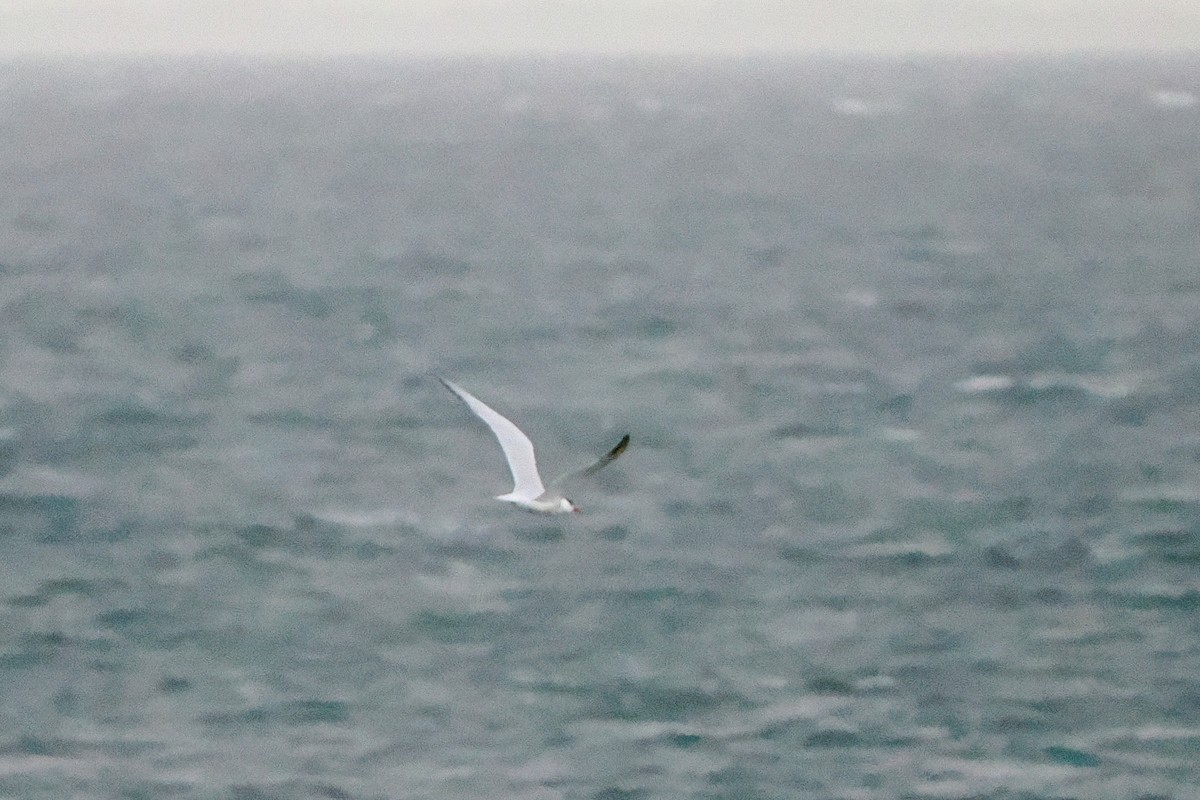 Caspian Tern - ML642493705