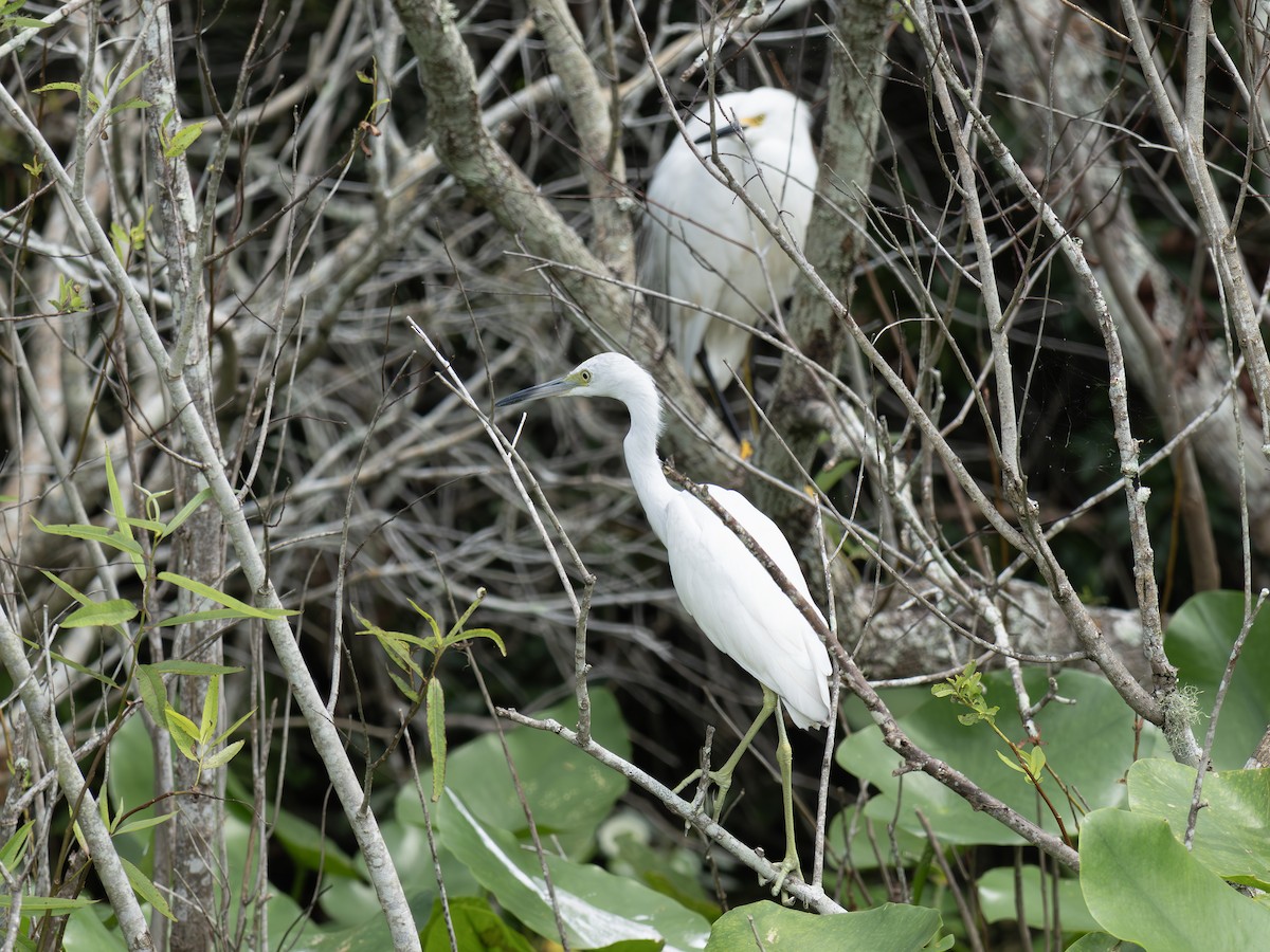 Little Blue Heron - ML642493712