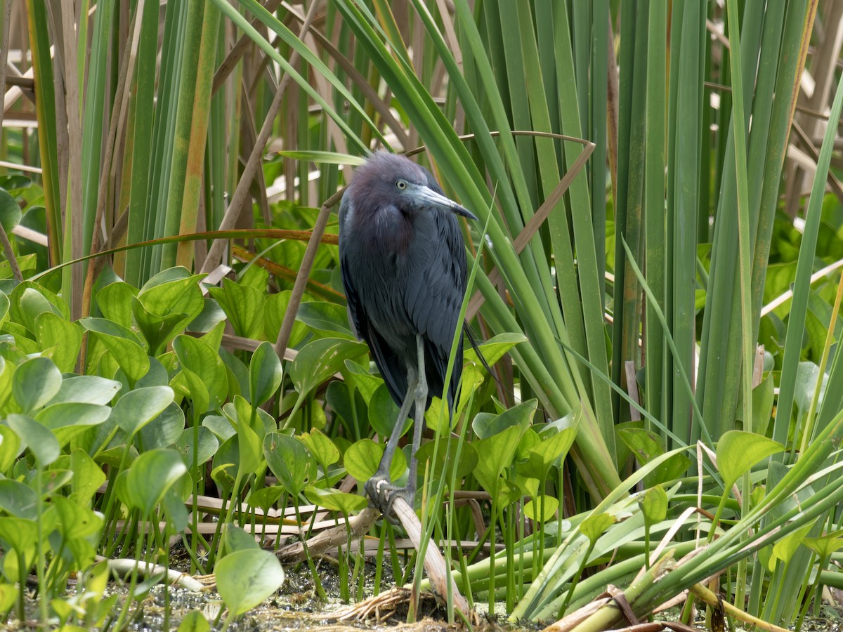 Little Blue Heron - ML642493713