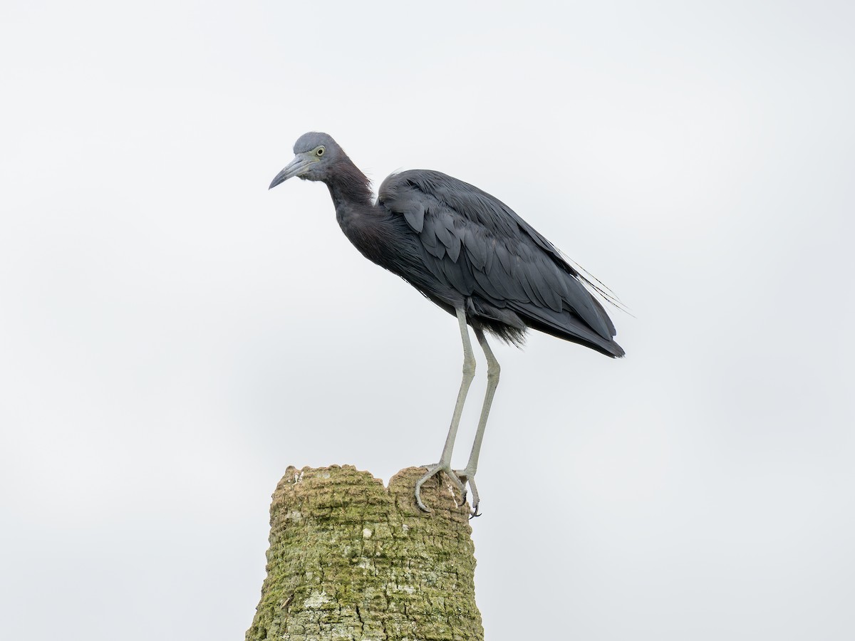 Little Blue Heron - ML642493714