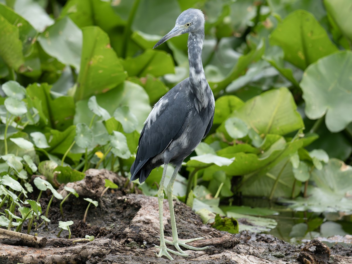 Little Blue Heron - ML642493716