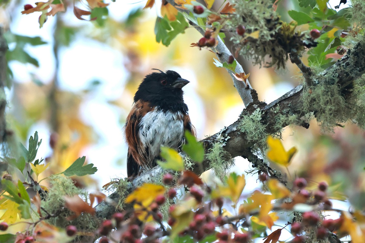Spotted Towhee (oregonus Group) - ML642493718