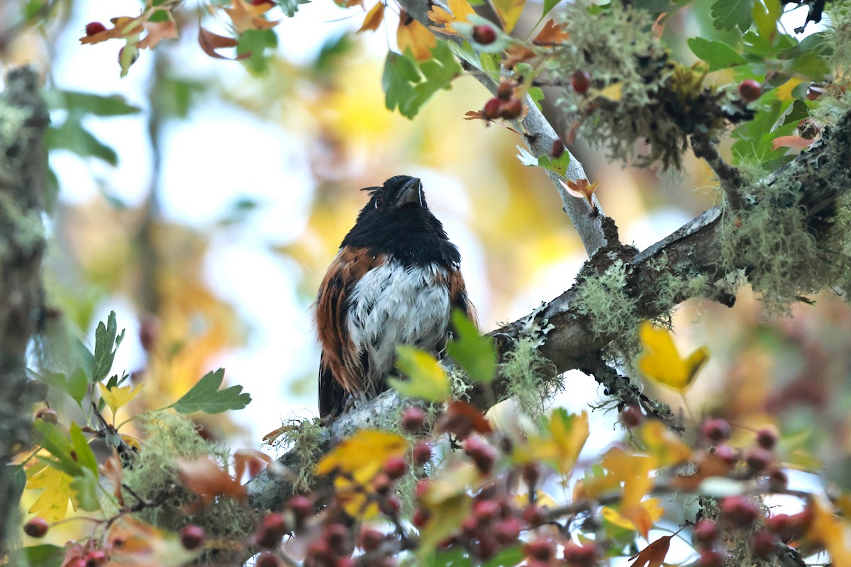 Spotted Towhee (oregonus Group) - ML642493719