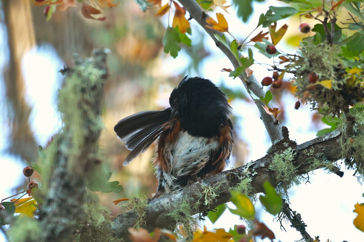 Spotted Towhee (oregonus Group) - ML642493726