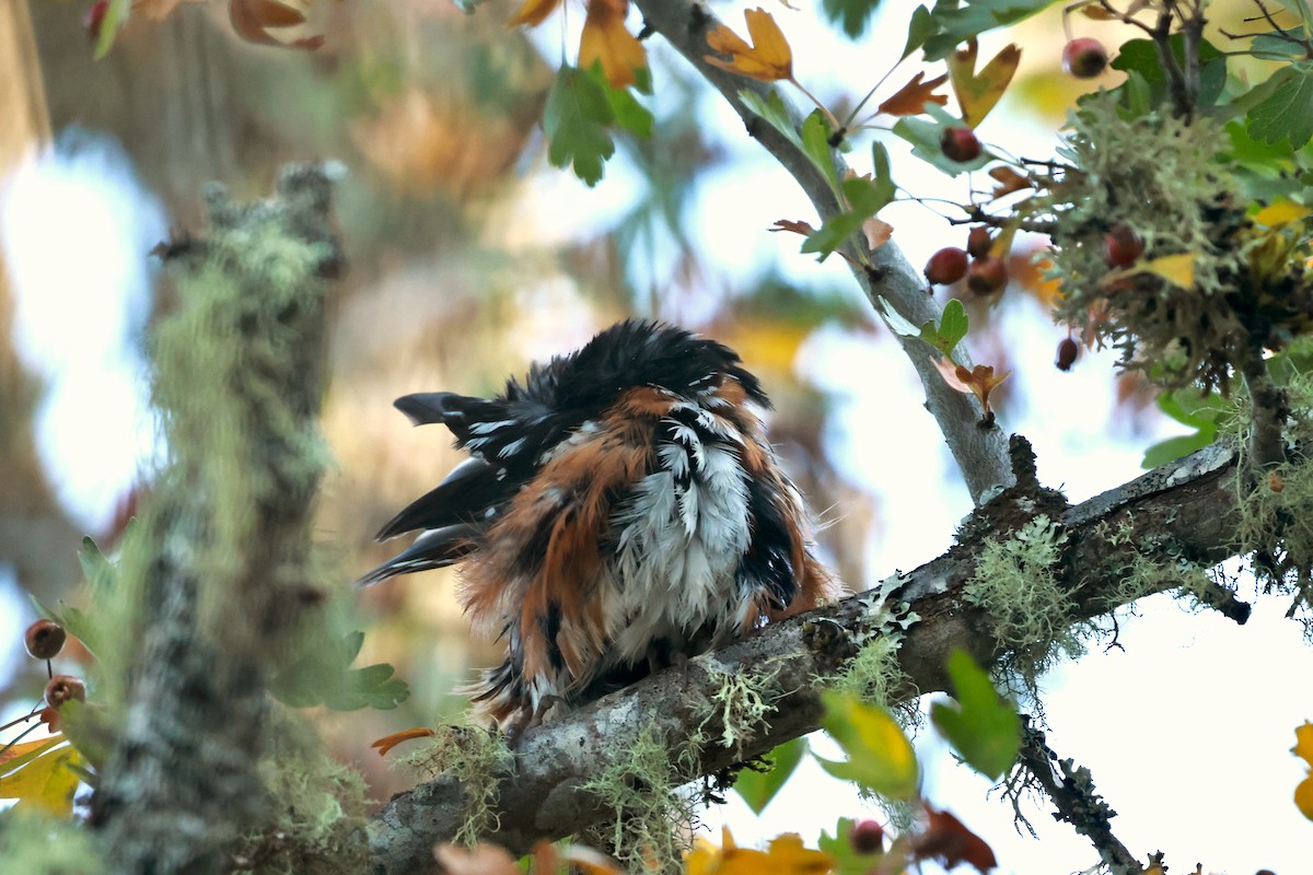Spotted Towhee (oregonus Group) - ML642493728
