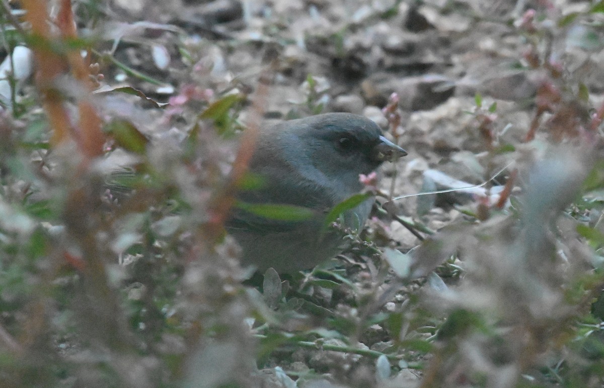 ユキヒメドリ（caniceps） - ML642493729
