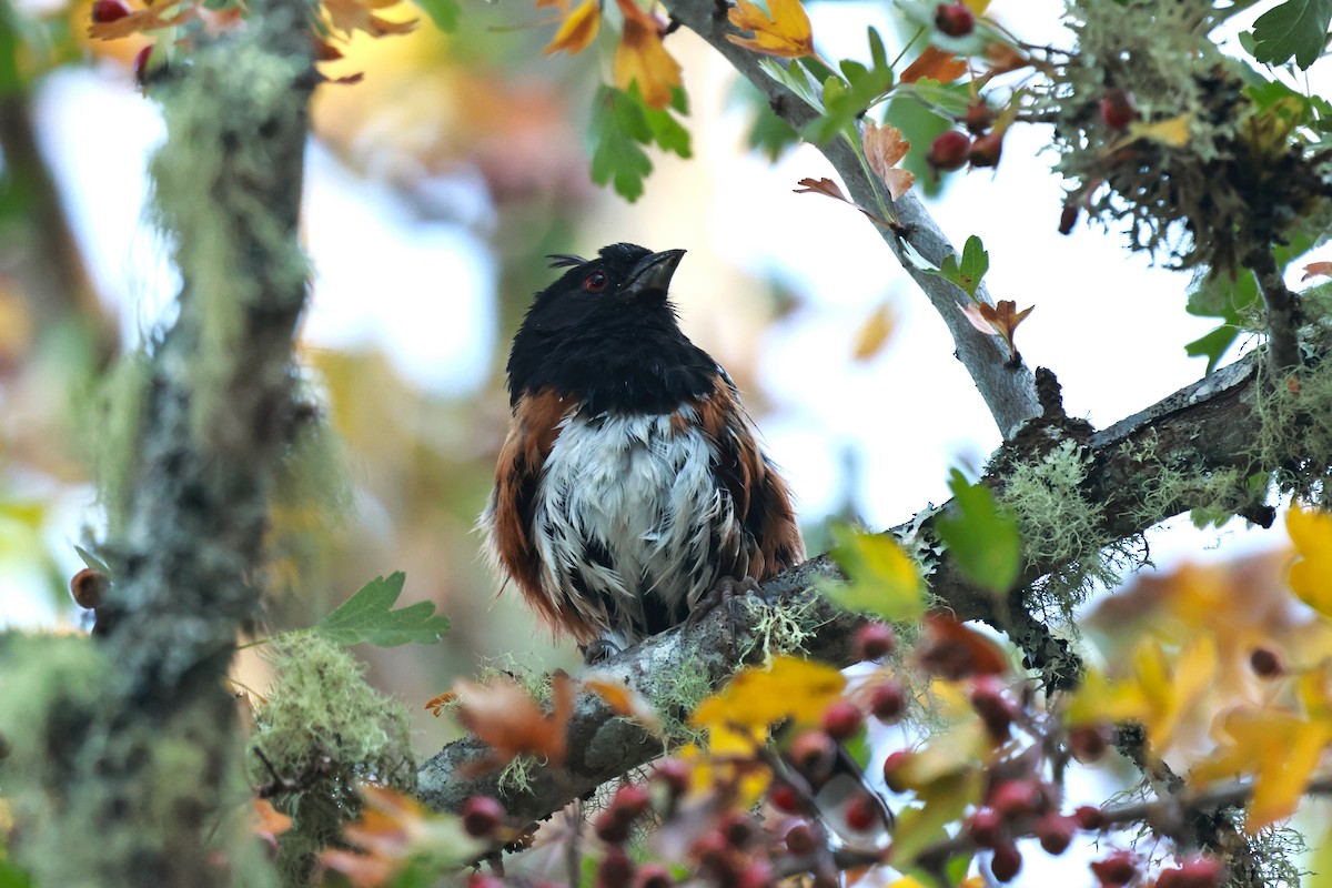 Spotted Towhee (oregonus Group) - ML642493730