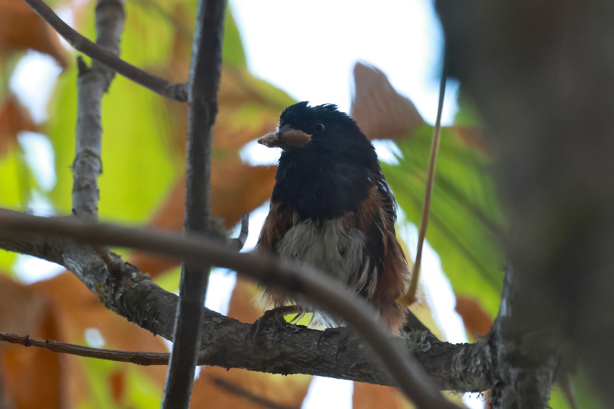 Spotted Towhee (oregonus Group) - ML642493732