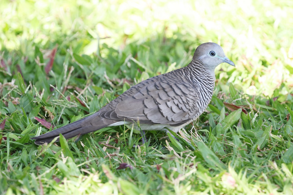 Zebra Dove - ML642493738