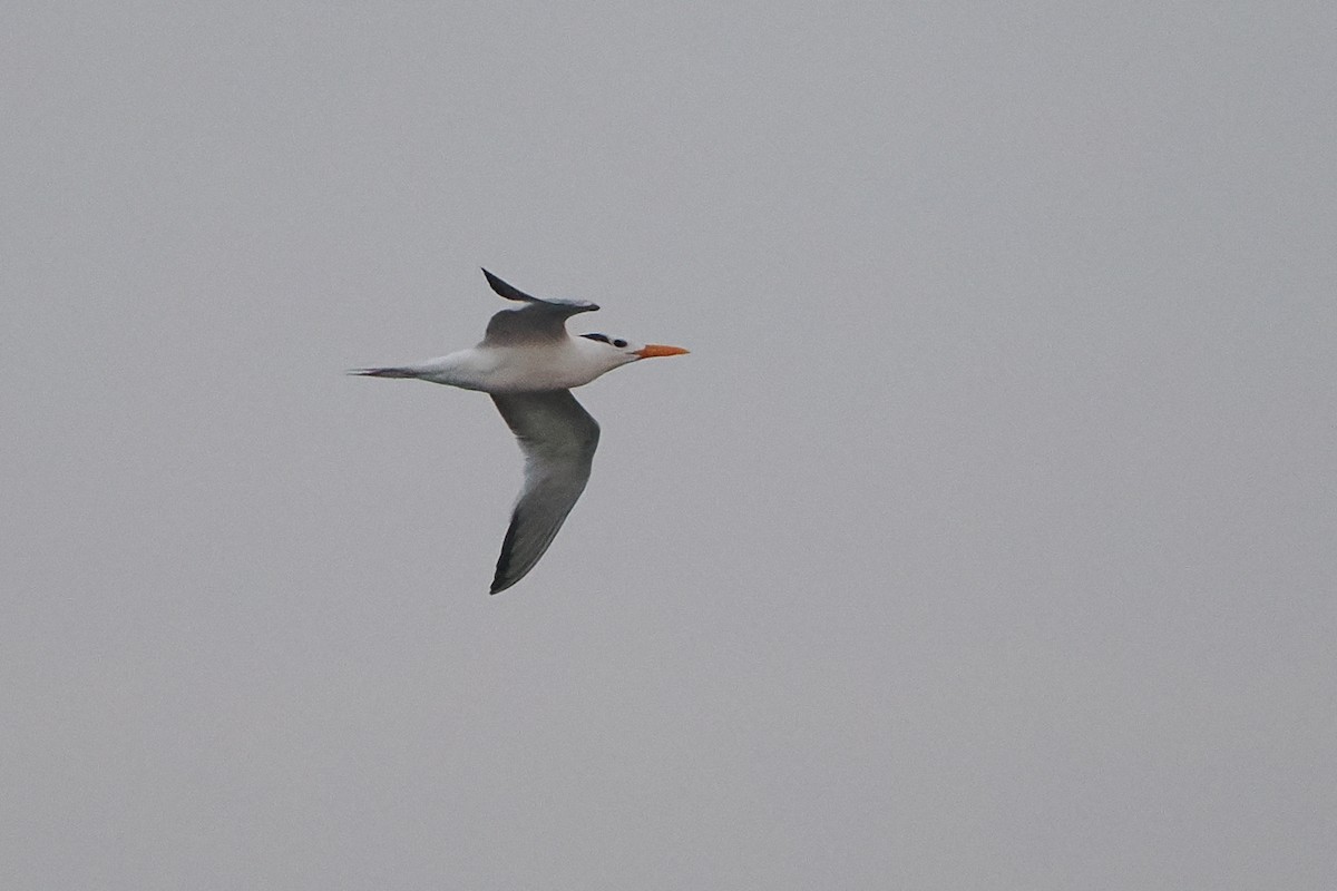 Royal Tern - ML642493768