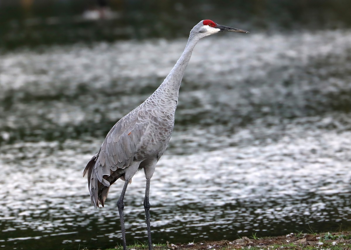Sandhill Crane - ML642493789