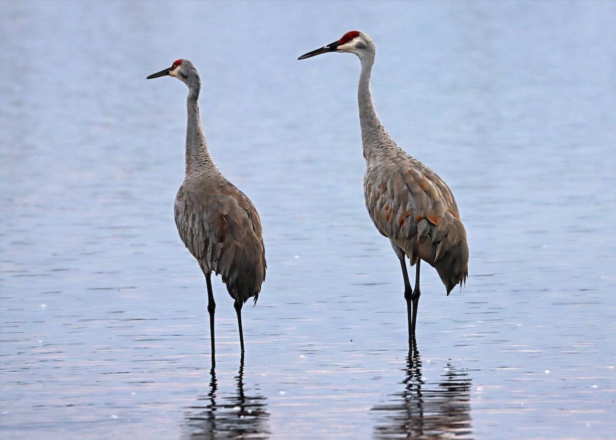 Sandhill Crane - ML642493790