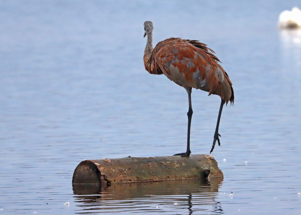 Sandhill Crane - ML642493799