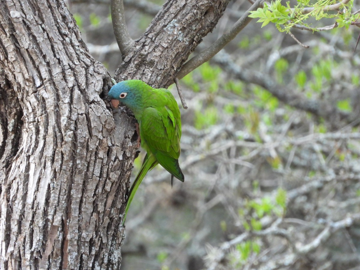 Blue-crowned Parakeet - ML642493808