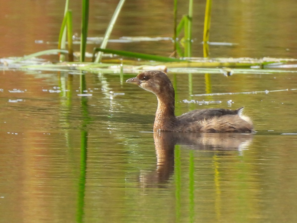 Pied-billed Grebe - ML642493810