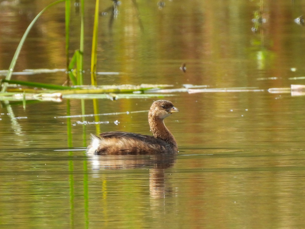Pied-billed Grebe - ML642493811