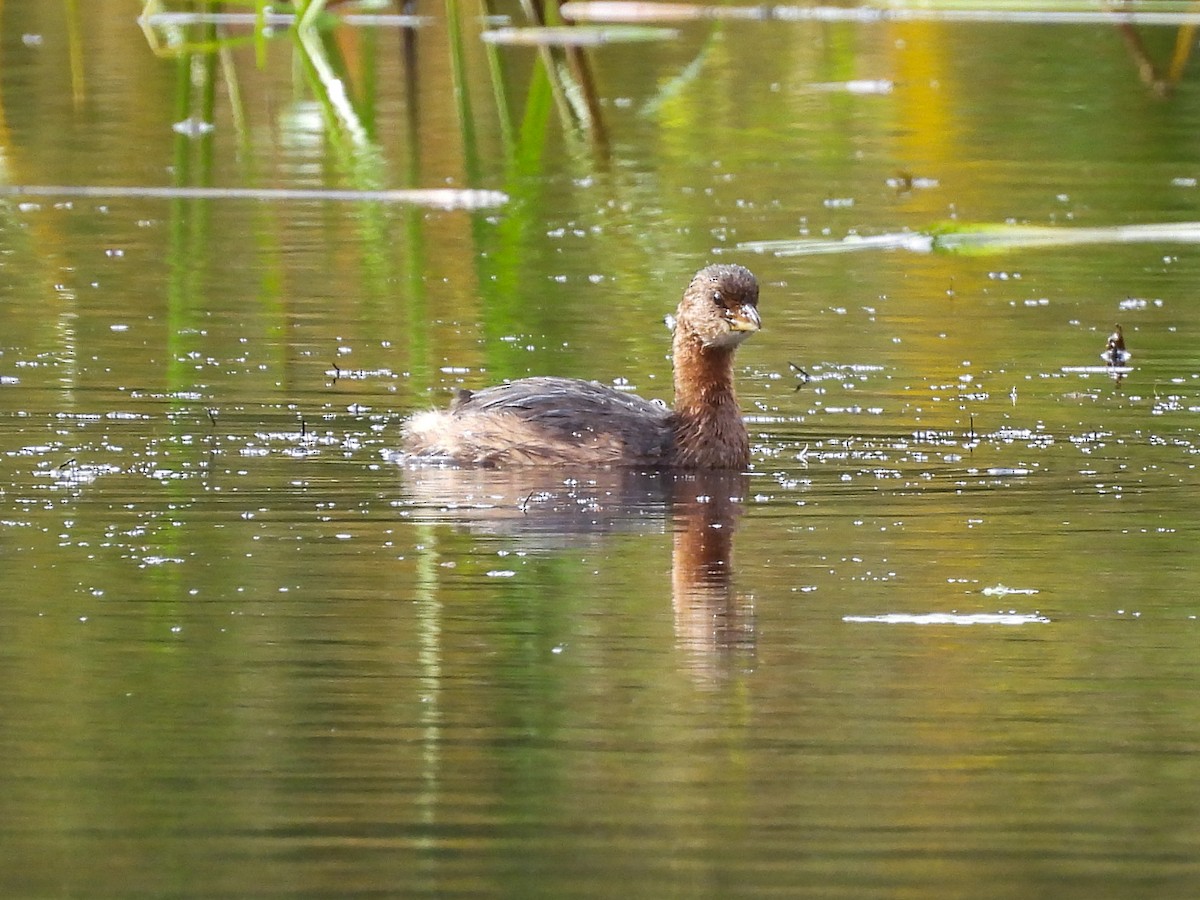 Pied-billed Grebe - ML642493812