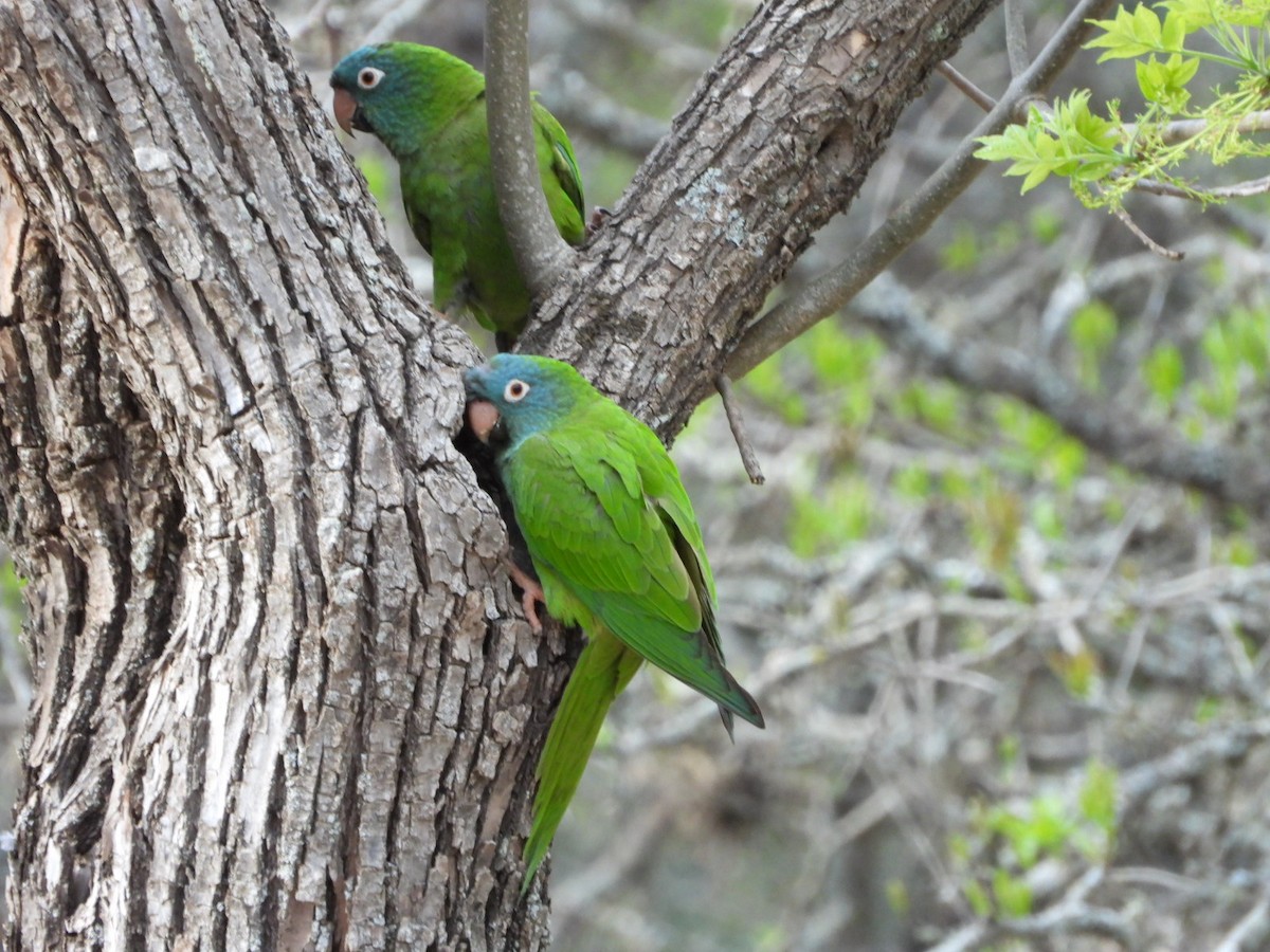 Blue-crowned Parakeet - ML642493819