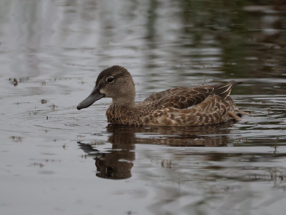 čírka modrokřídlá - ML642493823