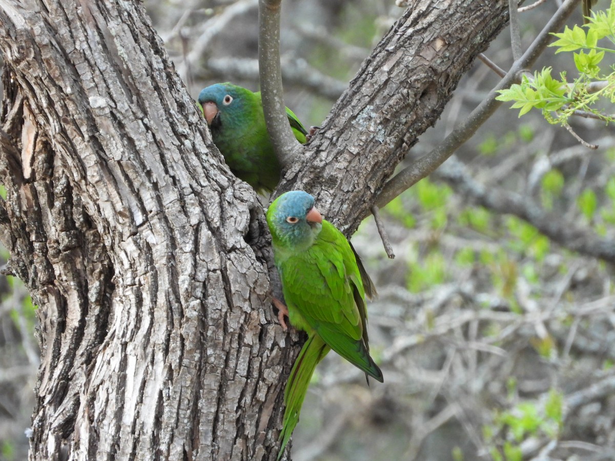 Blue-crowned Parakeet - ML642493825