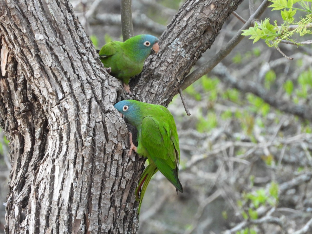 Blue-crowned Parakeet - ML642493829