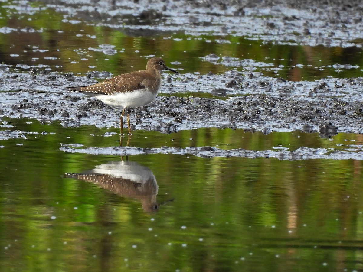 Solitary Sandpiper - ML642493833