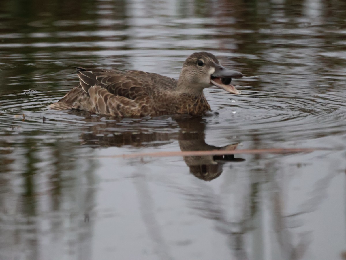 čírka modrokřídlá - ML642493834