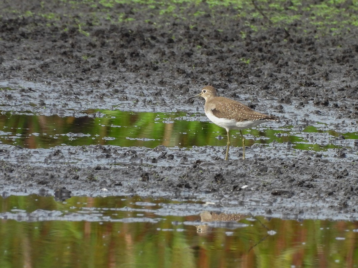 Solitary Sandpiper - ML642493835