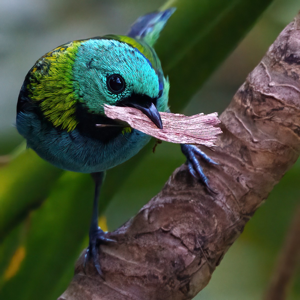 Green-headed Tanager - ML642493839