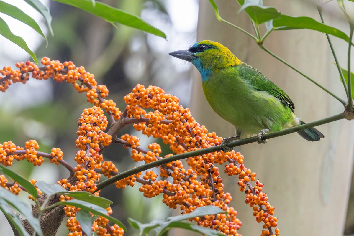 Golden-naped Barbet - ML642493840
