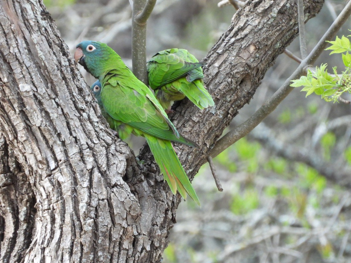 Blue-crowned Parakeet - ML642493843