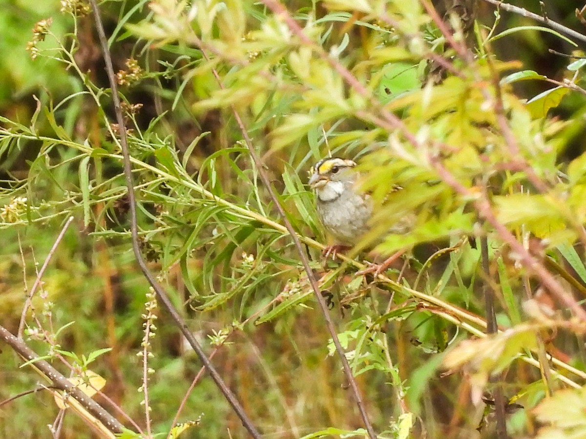 White-throated Sparrow - ML642493847