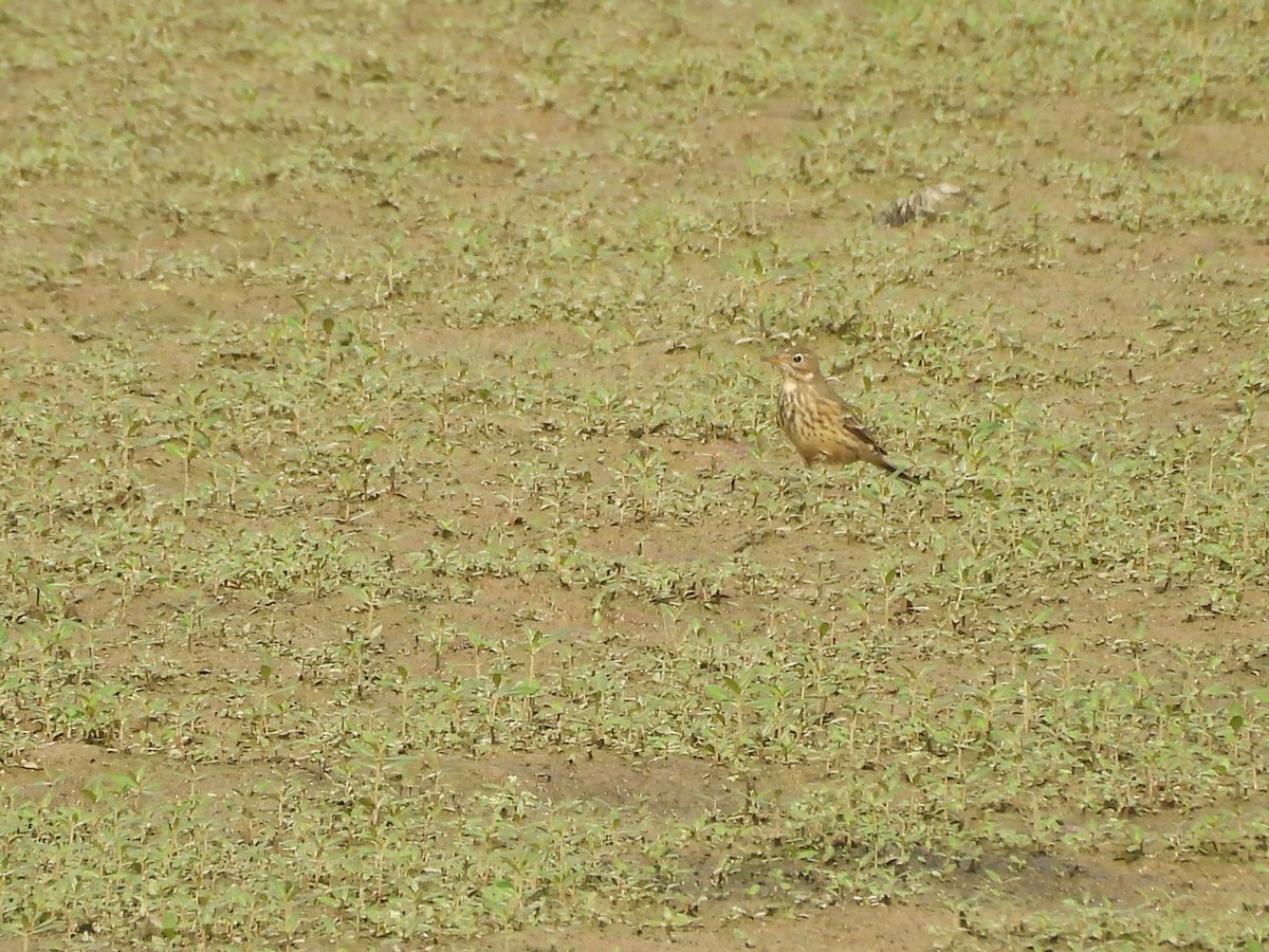 American Pipit - ML642493864