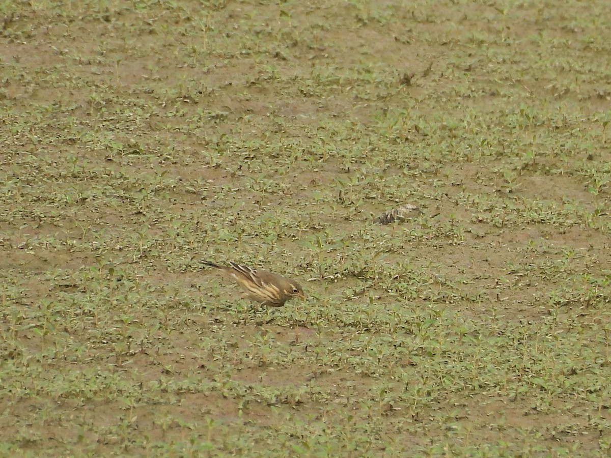 American Pipit - ML642493865