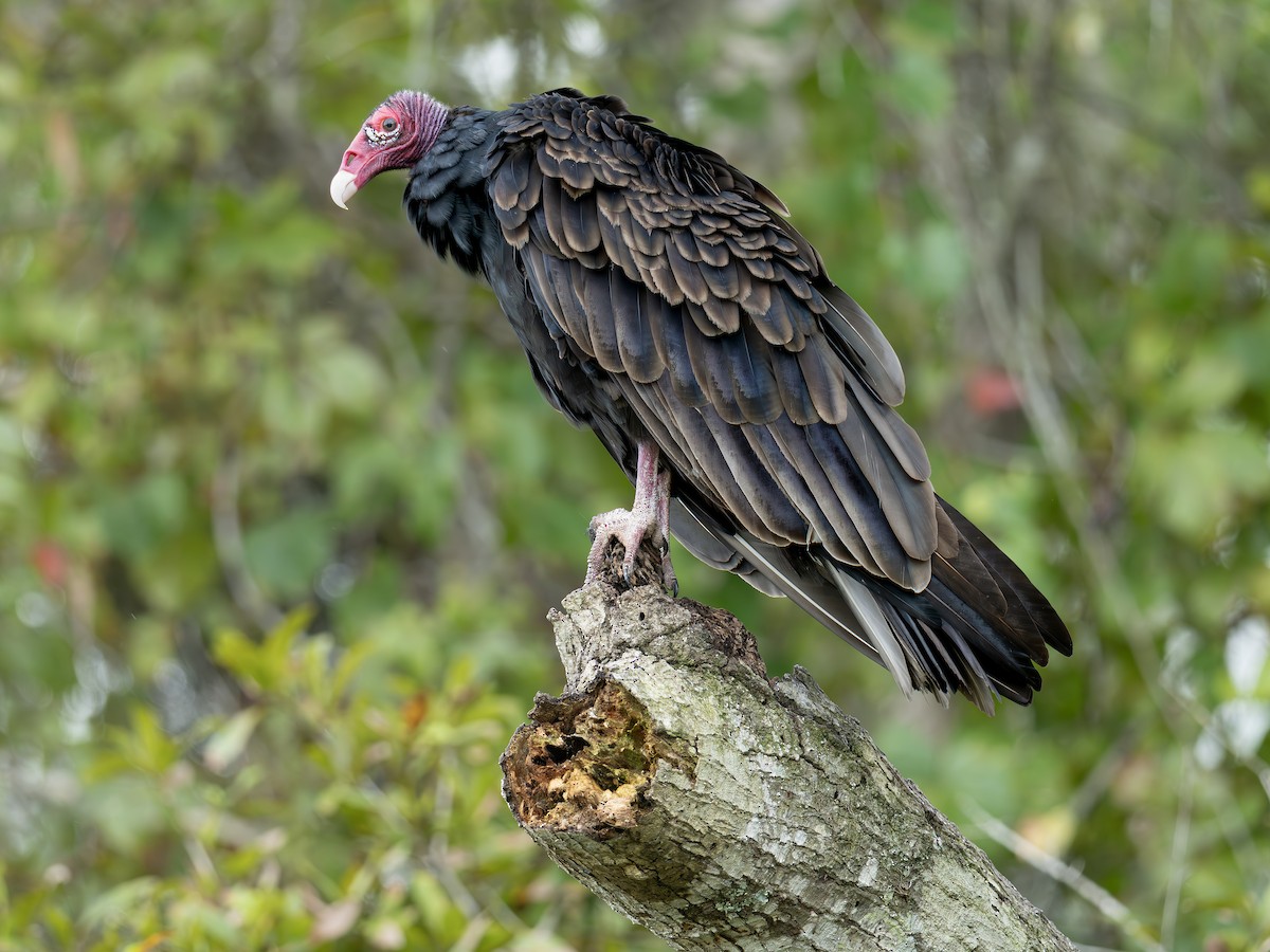 kalkunkondor - ML642493878