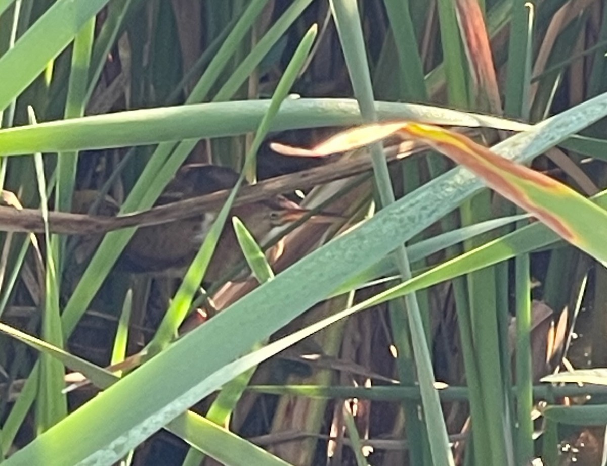 Least Bittern - ML642493881