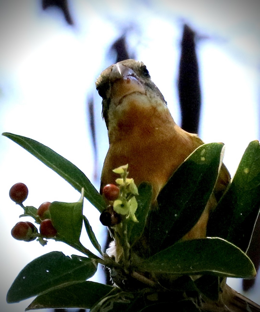 Black-headed Grosbeak - ML642493883
