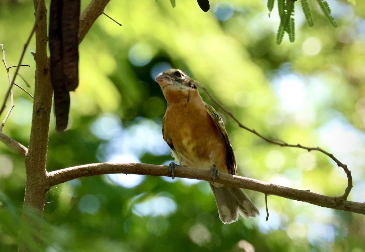 Black-headed Grosbeak - ML642493884