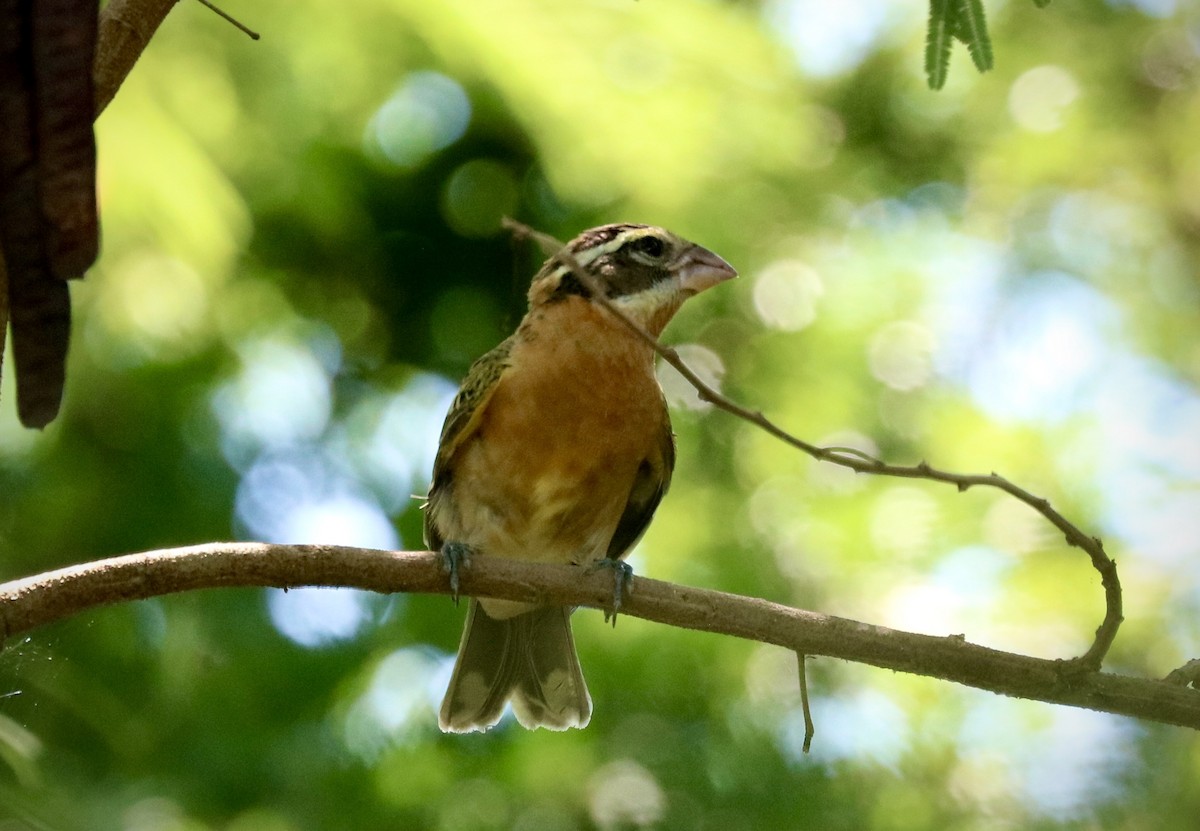 Black-headed Grosbeak - ML642493885
