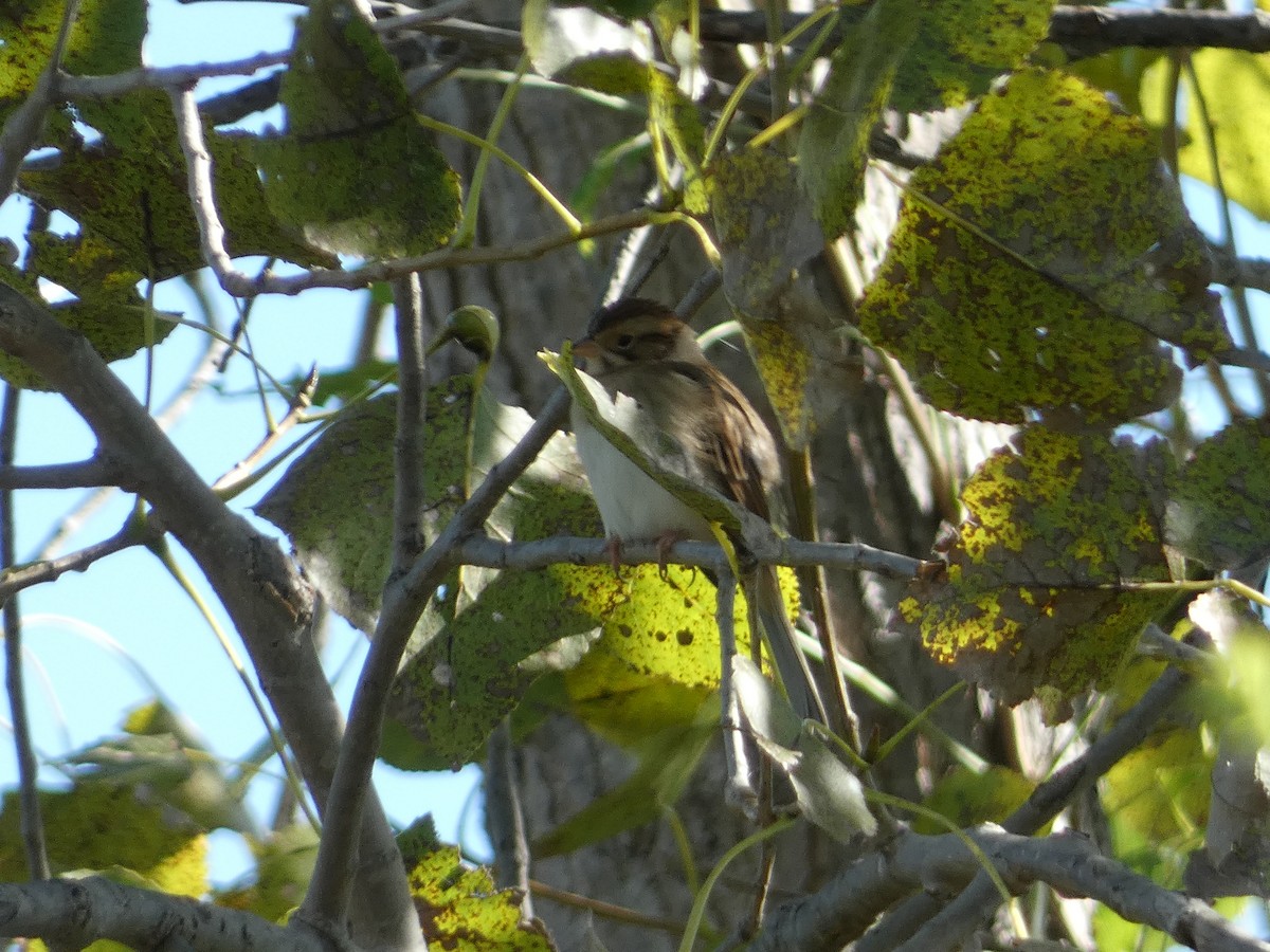 Clay-colored Sparrow - ML642493903